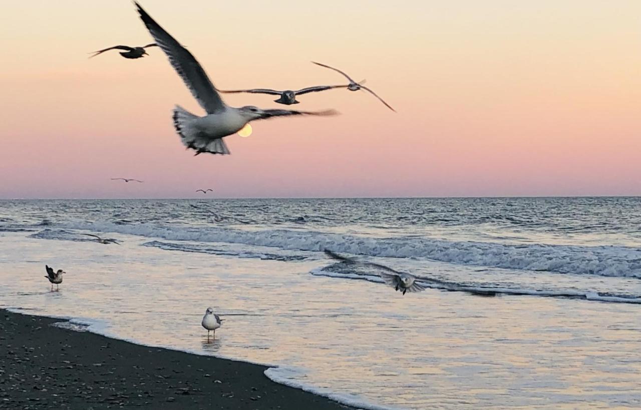 Huge Ocean Front Condo, Amazing Views Myrtle Beach Kültér fotó